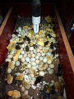 Chinese kwartels kuikens kuiken, Ophalen of Verzenden, Minder dan 30 watt, E27 (groot), Led-lamp