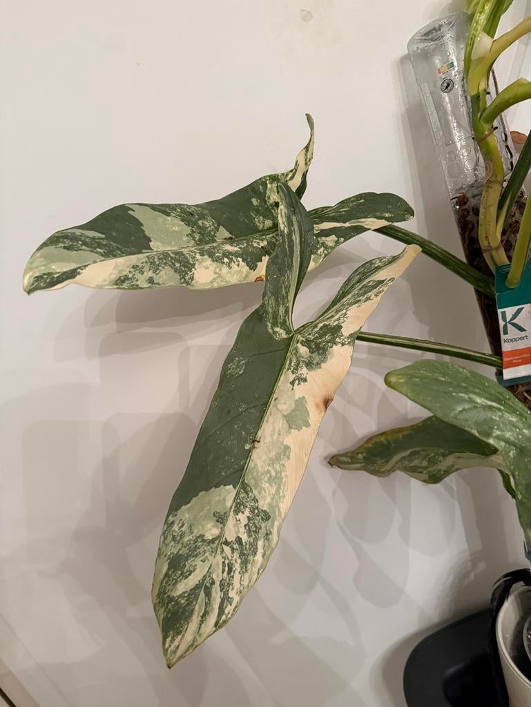 Philodendron Hastatum Silver Sword Variegata stekken, Ophalen, Overige soorten, Halfschaduw, Minder dan 100 cm