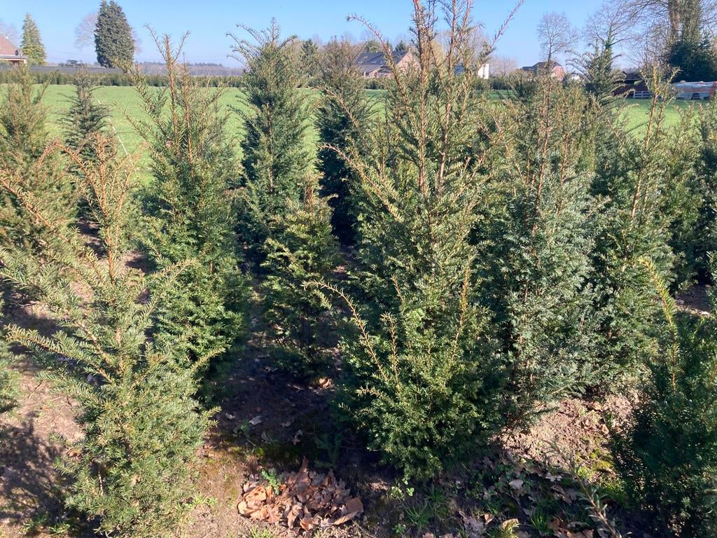 Taxus, Ophalen, Overige soorten, Halfschaduw