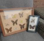 Taxidermie vlinder verzameling opgezet, Ophalen of Verzenden, Zo goed als nieuw, Insect, Opgezet dier