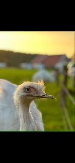 Nandoe, nandoe haan, Juli, Meerdere dieren