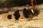 Bijtje - Brachygobius xanthozona - Koidream Valburg, Vis, Zoetwatervis