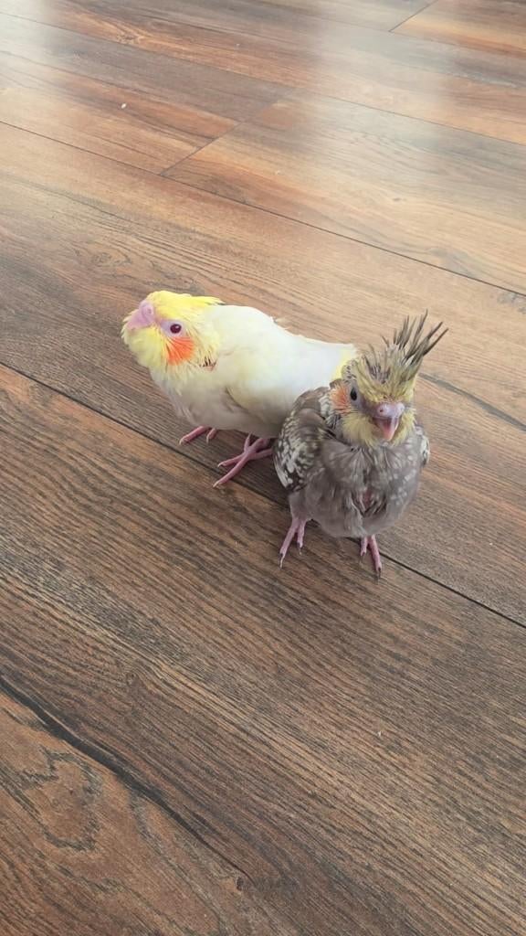 tamme valkparkiet, Dieren en Toebehoren, Vogels | Parkieten en Papegaaien, Geslacht onbekend, Parkiet, Tam