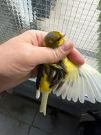 Kanaries te koop., Dieren en Toebehoren, Mannelijk