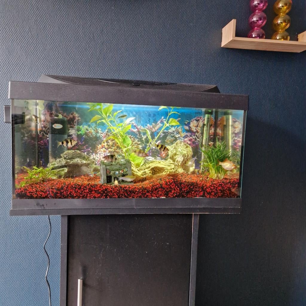 Aqaurium te koop, Dieren en Toebehoren, Ophalen