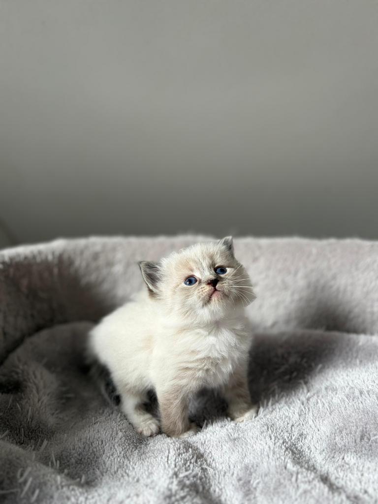 Prachtige siberische neva masquerade kittens, Dieren en Toebehoren, Meerdere dieren, Met stamboom, 0 tot 2 jaar