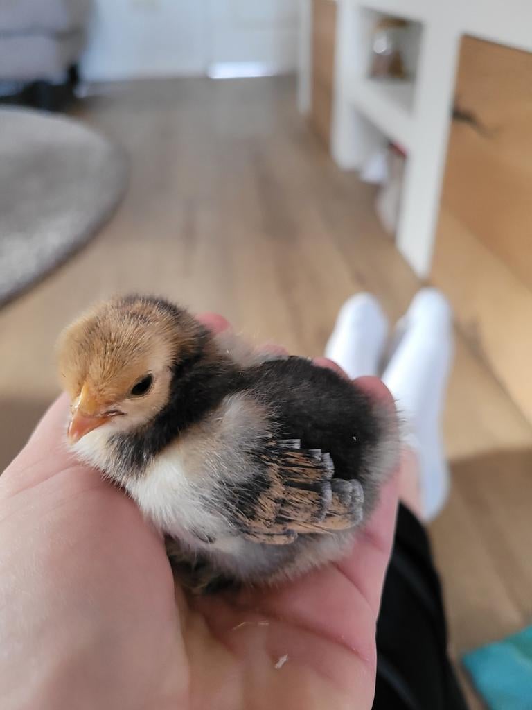 Cochin kriel kuikens, Geslacht onbekend, Kip