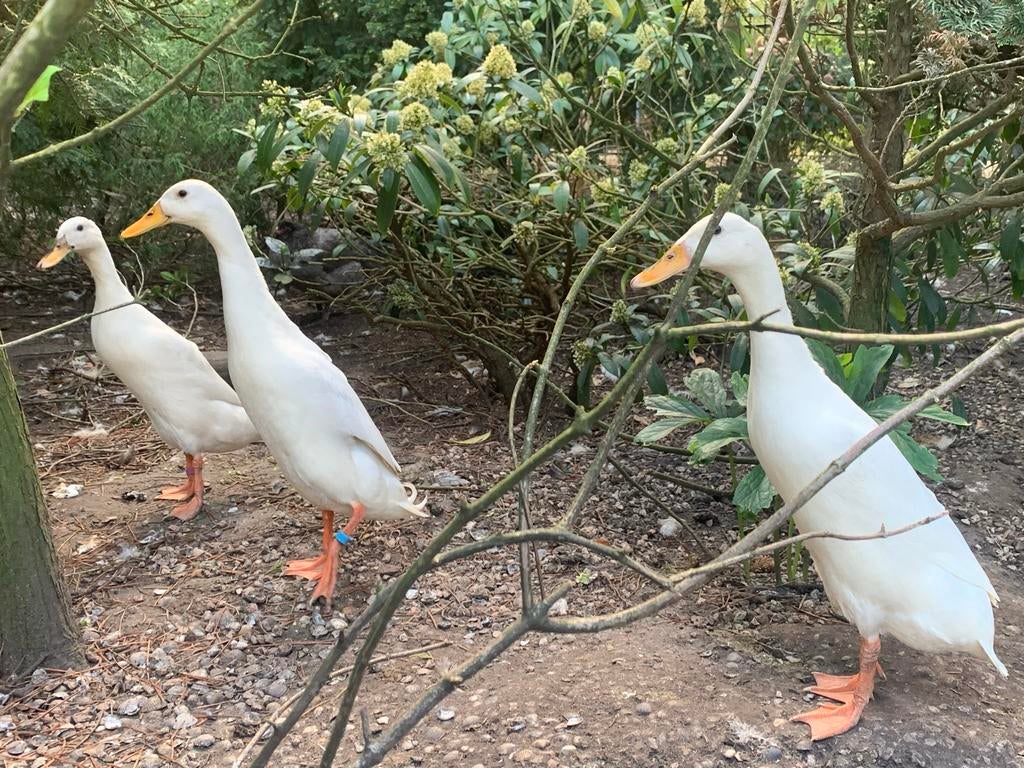 Trio witte Indische loopeenden, Dieren en Toebehoren, Pluimvee, Meerdere dieren, Eend