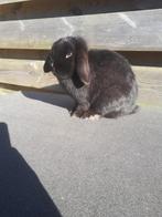 Te koop minilop voedster 1 jaar oud, Dieren en Toebehoren, Konijnen, Vrouwelijk, Dwerg