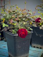 David Austin Munstead Wood struik in 5L pot., Overige soorten, Volle zon, Vaste plant, Ophalen of Verzenden