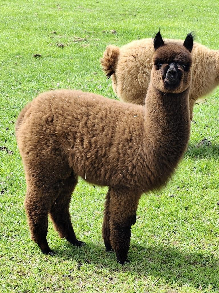 Alpaca hengstjes van 2025, September, Mannelijk
