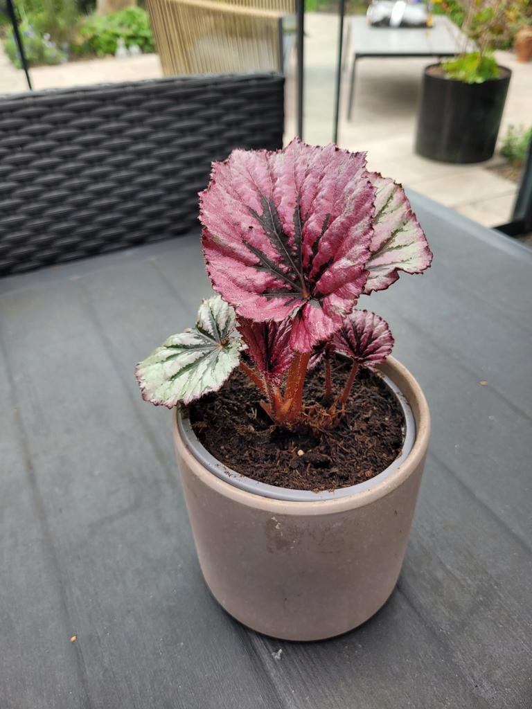 Begonia Rex - Bladbegonia, Ophalen, Halfschaduw, Minder dan 100 cm