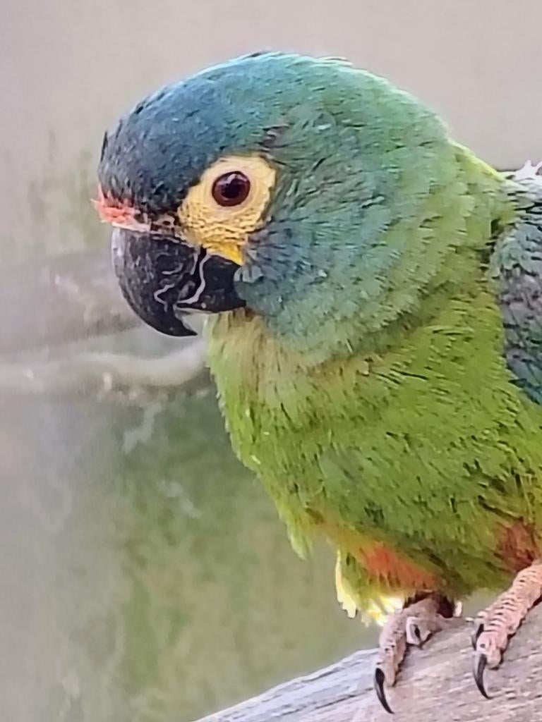 Ara maraca na pop 2025, Dieren en Toebehoren, Vogels | Parkieten en Papegaaien, Vrouwelijk, Papegaai, Geringd