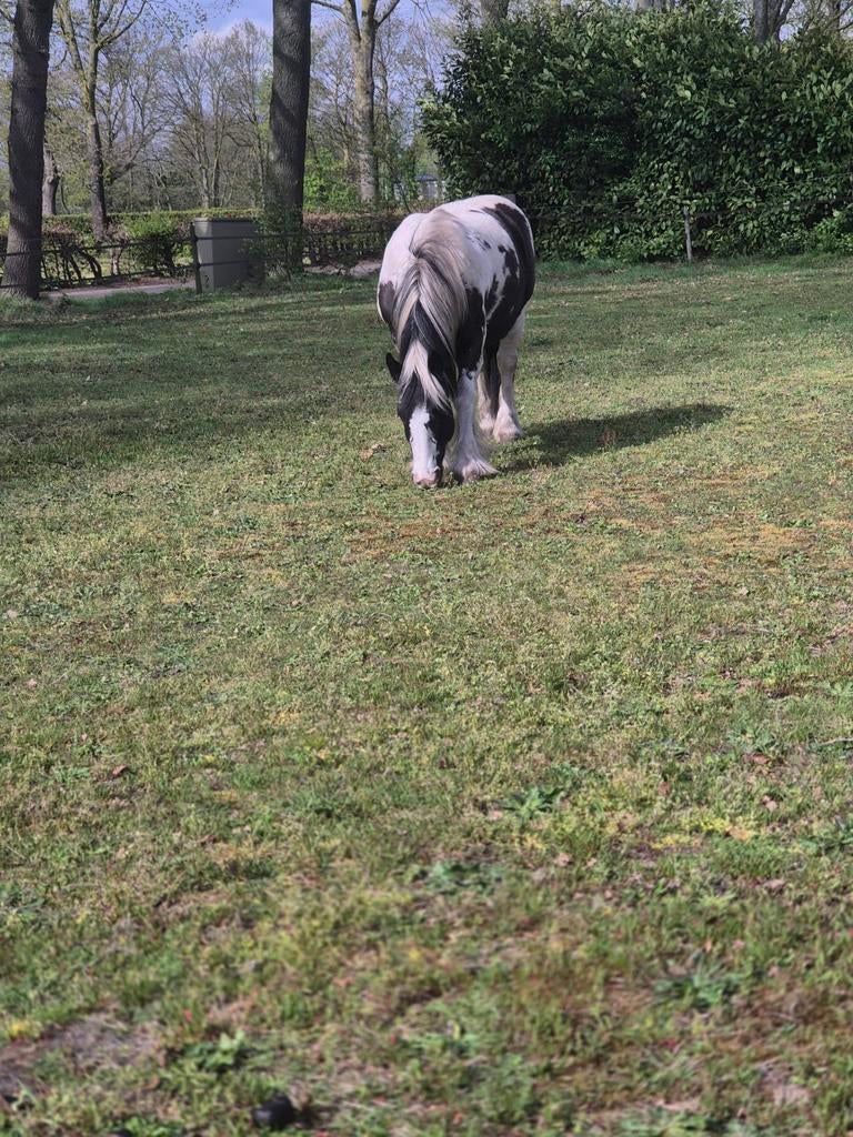 Gezocht grond stal paardenfaciliteiten