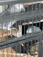 Te Koop Grijze roodstaart papegaai, Dieren en Toebehoren, Vogels | Parkieten en Papegaaien, Geslacht onbekend, Papegaai, Geringd