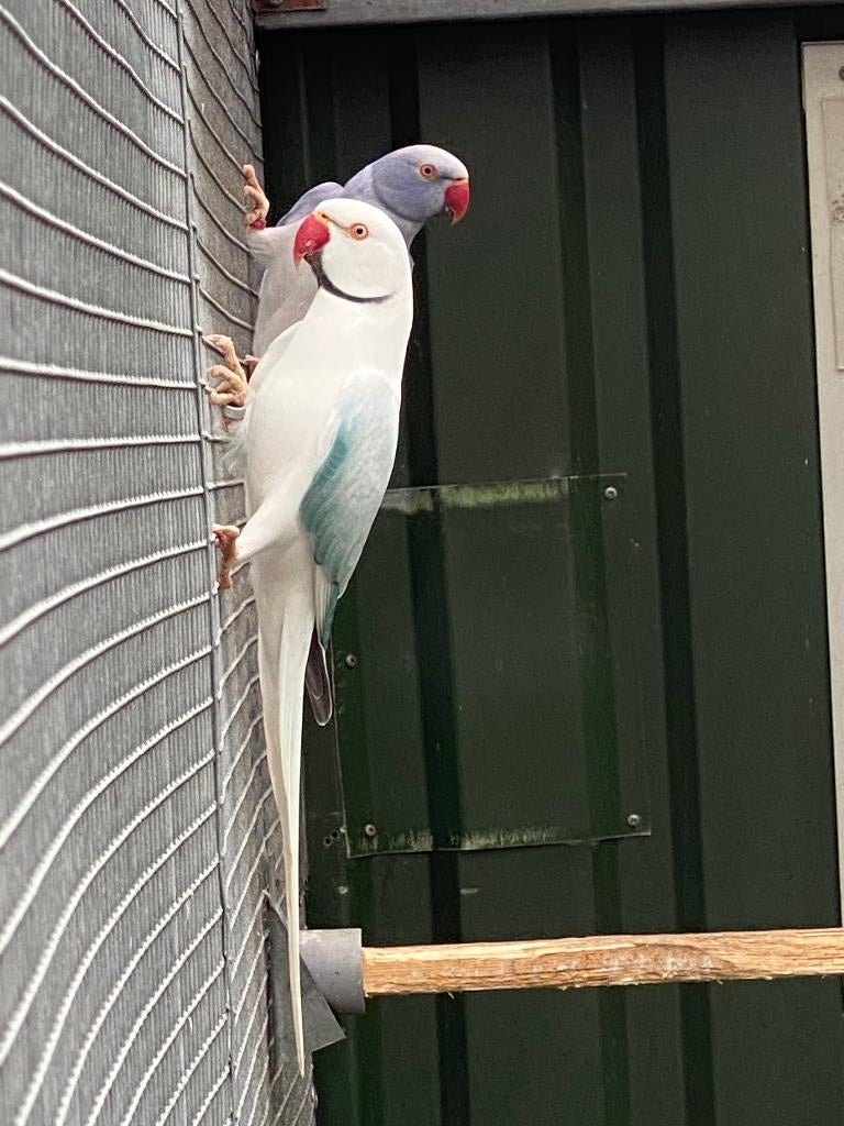 Halsbandparkiet 2023/2024., Dieren en Toebehoren, Vogels | Parkieten en Papegaaien, Meerdere dieren, Parkiet, Geringd