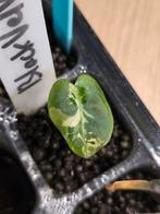 Alocasia Black Velvet Pink, Ophalen of Verzenden, Halfschaduw, Minder dan 100 cm