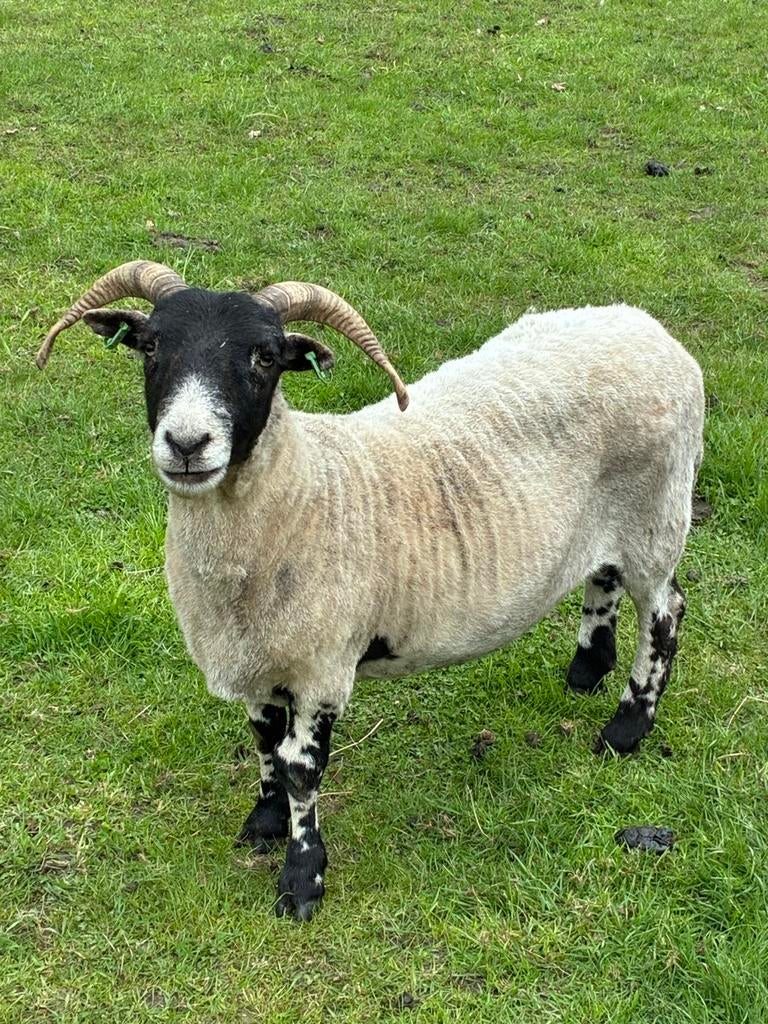 Scottisch Blackface ooien, Vrouwelijk, Schaap