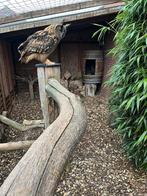 2 Europese Oehoe’s (Bubo Bubo), Dieren en Toebehoren, Vogels | Overige Vogels, Meerdere dieren, Roofvogel, Geringd