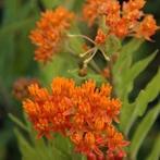 Knolzijde Plant Biologische Zaden - Vlinderlokker!, Ophalen of Verzenden, Voorjaar, Volle zon, Zaad