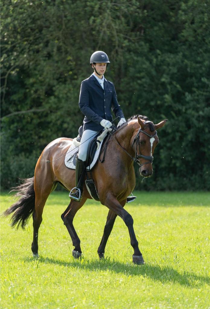 Super liever dressuur STER merrie te koop, Dieren en Toebehoren, Paarden, Merrie, Dressuurpaard, L, 7 tot 10 jaar