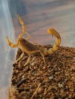 Schorpioenen, Dieren en Toebehoren, Spin of Schorpioen