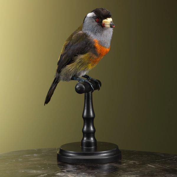 Opgezette Toekanbaardvogel, Verzamelen, Dierenverzamelingen, Ophalen of Verzenden, Nieuw, Vogel, Opgezet dier