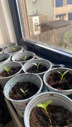 Paprika plantjes, Tuin en Terras, Planten | Tuinplanten, Ophalen, Eenjarig, Groenteplanten, Volle zon