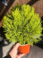 Cupressus macrocarpa, Overige soorten, Volle zon, Vaste plant, Ophalen of Verzenden