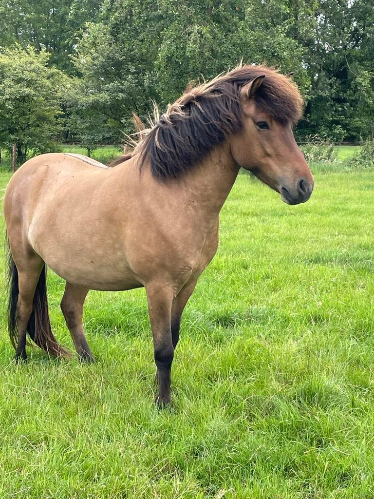 Lieve sociale 7 jarige IJslander ruin Wildkleur bruin, Dieren en Toebehoren, Pony's, Ruin, 7 tot 10 jaar