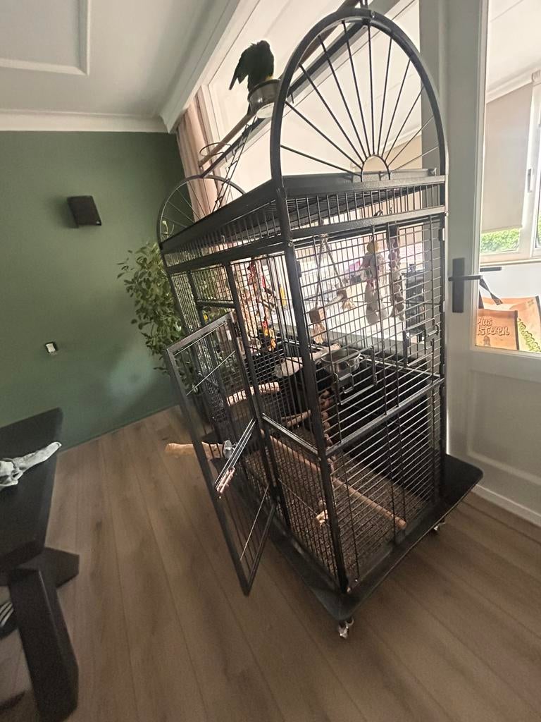 Caique papagaai, Dieren en Toebehoren, Ophalen, Zo goed als nieuw