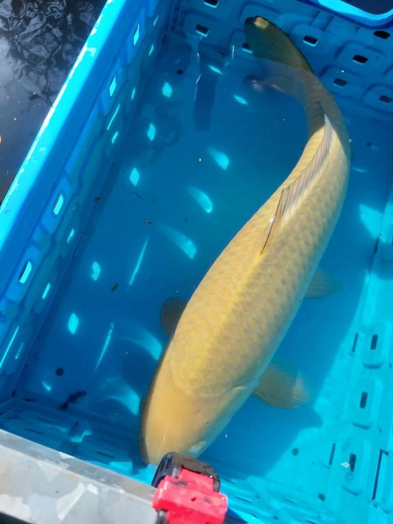 Japanse chagoi koi karper, Karper of Koi