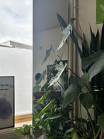 Mirror 120x30 cm, Huis en Inrichting, Ophalen, 100 tot 150 cm, Zo goed als nieuw, Rechthoekig