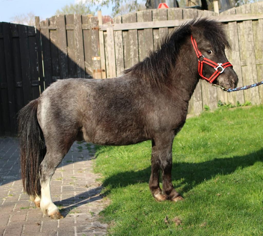 Te koop prachtige schimmel bonte shetlander ruin, Dieren en Toebehoren, Ruin, A pony (tot 1.17m), Gechipt, 3 tot 6 jaar