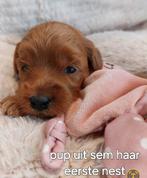 Labradoodle mini op komst u kunt nu reserveren, Overige rassen, 8 tot 15 weken, Meerdere, Nederland