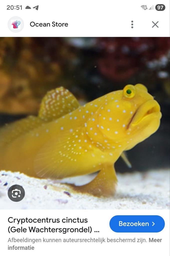 Laatste vissen te koop (zeeaquarium), Vis, Zoutwatervis