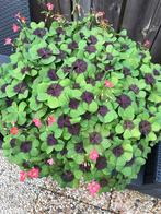 10 klavertjevier knolletjes voor maar 1,50euro (geluksplant), Ophalen of Verzenden, Vaste plant, Overige soorten, Volle zon