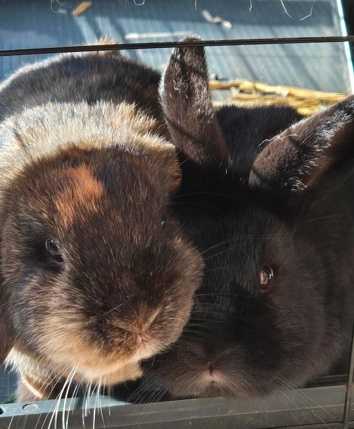 2 nederlandse dwerghangoor konijnen man / vrouw, Dieren en Toebehoren, Konijnen, Dwerg, Meerdere dieren