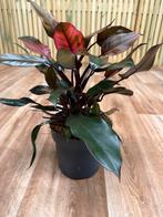 Philodendron palladino - Nieuw! Pot 17 cm, Ophalen of Verzenden