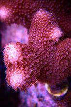 Rode Porites, Bordeaux, sps koraal, Dieren en Toebehoren, Overige typen, Zoutwatervis