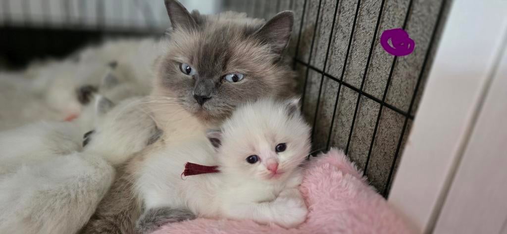 Ragdoll kittens, Meerdere dieren, Gechipt