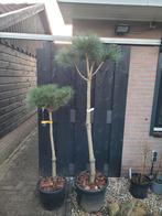 Pinus Sylvestris op stam - 150cm en 200cm, Bloeit niet, Overige soorten, 100 tot 250 cm, Ophalen
