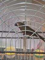 Twatwa Brasjong Jongman, Dieren en Toebehoren, Mannelijk, Geringd