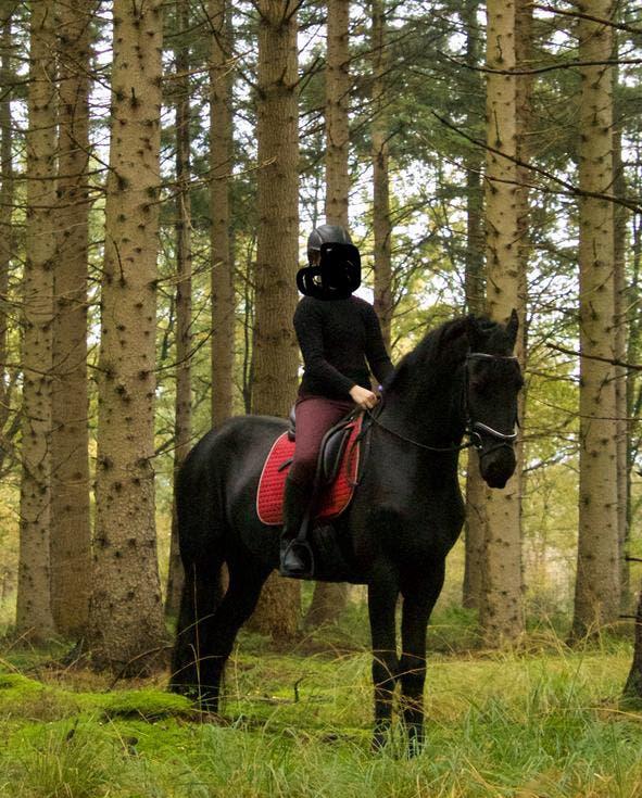 Lieve friese 6 jarige ruin (v Elias 494), Ruin, 3 tot 6 jaar, 160 tot 165 cm, Recreatiepaard