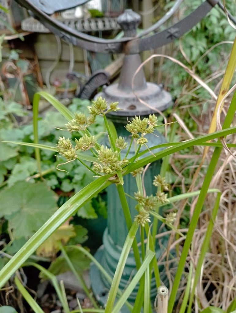 Parapluplant ., Volle zon, Vaste plant, Siergrassen, Ophalen of Verzenden