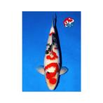 Kondo showa zeer grote voor leeftijd prachtige japanse koi, Karper of Koi