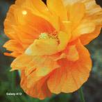 Bloemzaad Oranje Klaprozen - Prachtige Zomerbloeiers, Ophalen of Verzenden, Voorjaar, Volle zon, Zaad