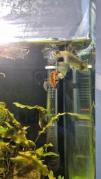 guppies 2 mannentjes 2 vrouwtjes, Vis, Zoetwatervis, Schoolvis