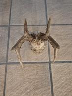 Mooi Fors Ree Gewei Zes ender schedel jacht hut € 14,00, Ophalen of Verzenden, Gebruikt, Hert, Schedel