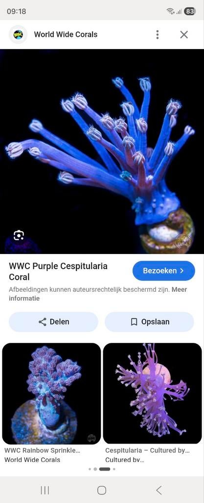 Cespitularia, Dieren en Toebehoren, Overige typen